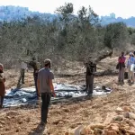 الأمم المتحدة: 264 اعتداء للمستوطنين الإسرائيليين ضد الفلسطينيين بالضفة في أكتوبر