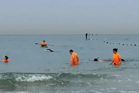 الشرطة الإسرائيلية تواصل البحث عن هاتف المدعية العامة العسكرية المستقيلة يروشالمي