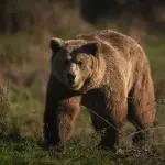 اليابان.. الفلفل الحار لصد هجمات الدببة "القاتلة"