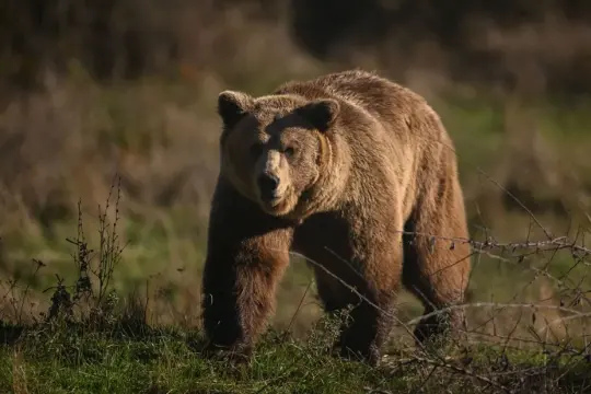 اليابان.. الفلفل الحار لصد هجمات الدببة "القاتلة"
