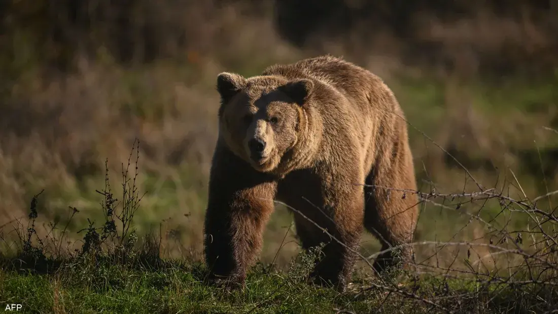 ابتكار جديد يعتمد على مادة الفلفل الحار لمواجهة ارتفاع غير مسبوق في حوادث اعتداءات الدببة في اليابان
