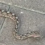 انتشار الثعابين يثير الذعر في طبريا