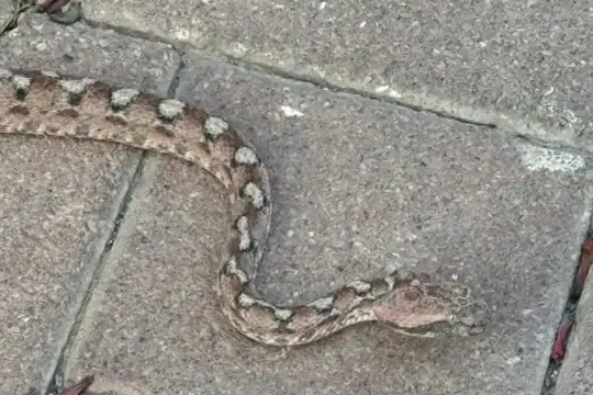 انتشار الثعابين يثير الذعر في طبريا