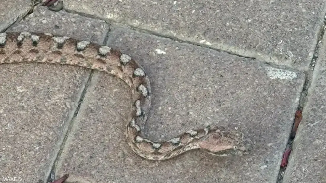 أكثر من 20 ثعباناً اكتُشف خلال شهر داخل المنازل ومحيطها وسط تحذيرات من مراكز تكاثر نشطة