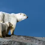 دبة قطبية تتبنّى شبلًا لم تلده في حالة نادرة بشمال كندا