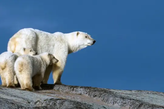 دبة قطبية تتبنّى شبلًا لم تلده في حالة نادرة بشمال كندا