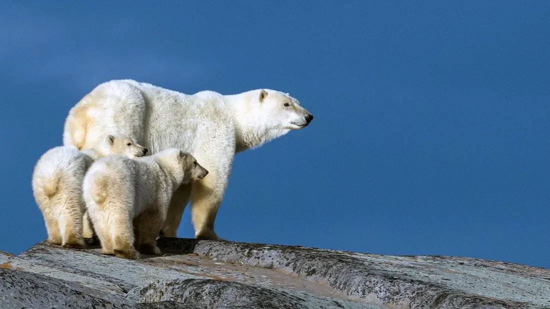 باحثون يسجلون واحدة من 13 حالة من هذا النوع خلال 45 عامًا في منطقة تشرشل