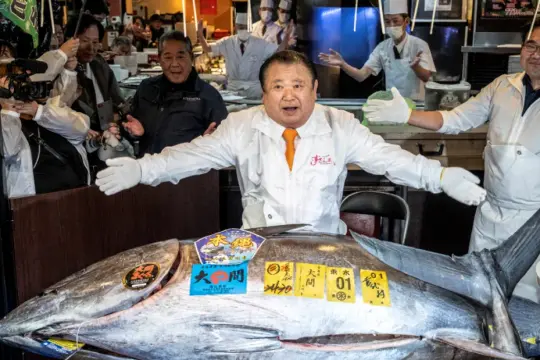 تونة زرقاء الزعانف تُباع بسعر قياسي في أول مزاد لعام 2026 بطوكيو