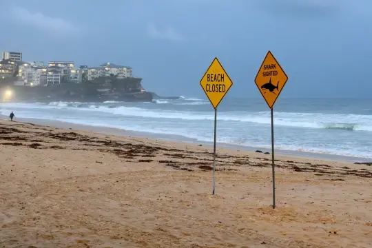 إغلاق شريط ساحلي بطول 30 كيلومتراً في سيدني بعد ثالث هجوم لسمك قرش خلال يومين