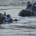 كولومبيا تقر خطة لإعدام أفراس النهر المرتبطة بإرث إسكوبار