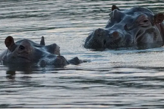 كولومبيا تقر خطة لإعدام أفراس النهر المرتبطة بإرث إسكوبار