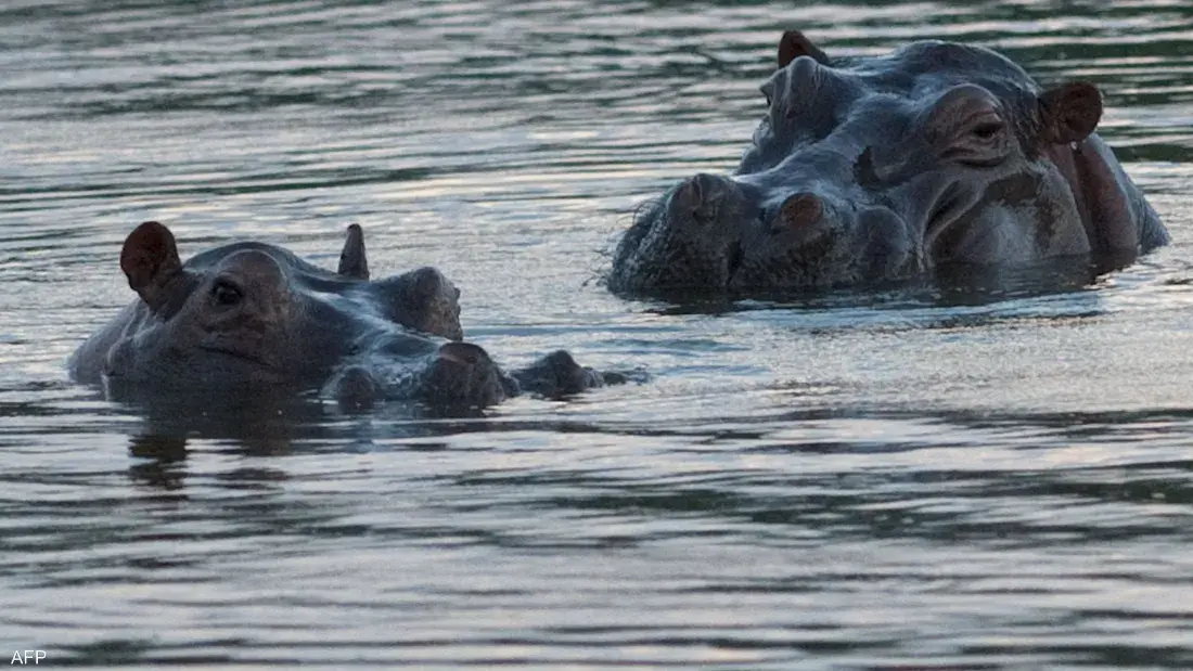 السلطات تتحرك للحد من انتشار الحيوانات بعد تحولها إلى تهديد بيئي وسكاني