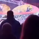 نمر يفلت من القفص ويقتحم الجمهور في سيرك روسي دون إصابات