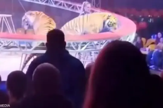 نمر يفلت من القفص ويقتحم الجمهور في سيرك روسي دون إصابات