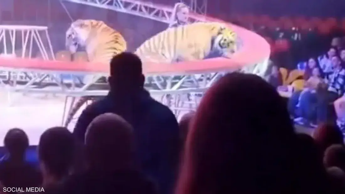 حادث مفاجئ في روستوف يثير الذعر بعد سقوط حاجز الحماية خلال عرض للنمور