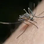 لماذا ينجذب البعوض إلى أشخاص أكثر من غيرهم؟ علماء يقتربون من كشف الشيفرة الكيميائية وراء الظاهرة