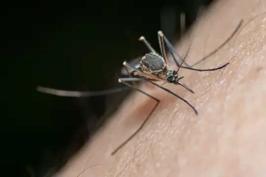 لماذا ينجذب البعوض إلى أشخاص أكثر من غيرهم؟ علماء يقتربون من كشف الشيفرة الكيميائية وراء الظاهرة
