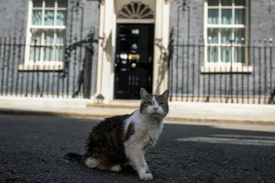 القط لاري يستعد لاستقبال رئيس الوزراء البريطاني السابع ويواصل رحلته في داونينغ ستريت