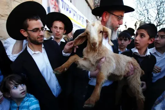 محاولة إدخال قرابين حيوانية إلى البلدة القديمة في القدس تزامناً مع إغلاق الأقصى