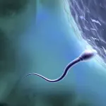 أسباب انخفاض عدد الحيوانات المنوية واحتياجات كبار السن من فيتامين (د)
