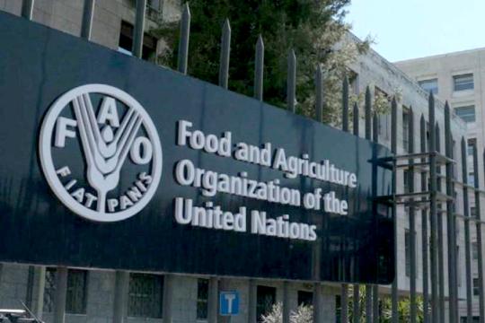 "الفاو": ارتفاع أسعار الغذاء عالميًا لأعلى مستوى منذ سبتمبر 2025