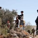 340 اعتداء نفذها الاحتلال والمستوطنون ضد قاطفي الزيتون منذ بداية الموسم