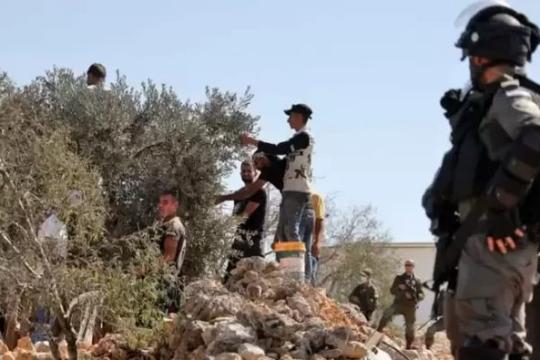 340 اعتداء نفذها الاحتلال والمستوطنون ضد قاطفي الزيتون منذ بداية الموسم