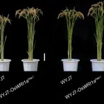 اكتشاف جين أساسي في الأرز يحافظ على توازن نمو الجذور والأجزاء الهوائية ويخفض استخدام الأسمدة