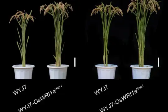 اكتشاف جين أساسي في الأرز يحافظ على توازن نمو الجذور والأجزاء الهوائية ويخفض استخدام الأسمدة