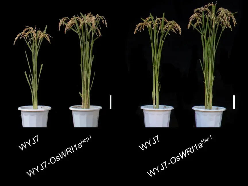 الباحثون يحققون تقدماً كبيراً في تحسين إنتاجية المحاصيل وتقليل التأثير البيئي لأسمدة النيتروجين