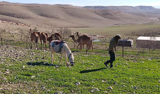 قرار قضائي يشمل عائلات أُجبرت على النزوح تحت اعتداءات المستوطنين في جنوب الضفة الغربية وسط شكوك حول إمكانية التنفيذ