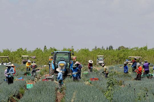 ارتفاع ضحايا الاتجار بالعمال الأجانب في إسرائيل 6 أضعاف خلال عامين وسط توسع الاستقدام بعد الحرب