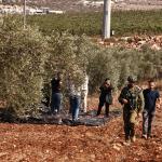 الزراعة الفلسطينية: اقتلاع أكثر من 8 آلاف شجرة في الضفة خلال أسبوع