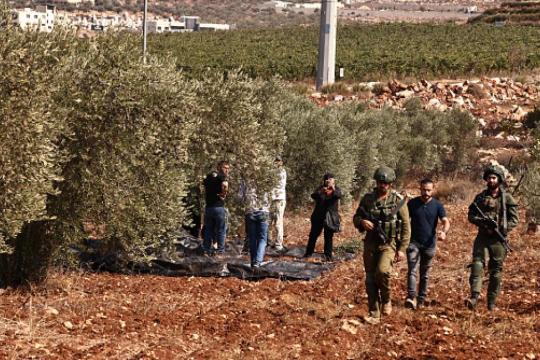 الزراعة الفلسطينية: اقتلاع أكثر من 8 آلاف شجرة في الضفة خلال أسبوع