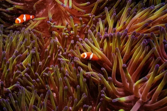 خريطة جينية غير مسبوقة تكشف أسرار تنوع الخلايا في أقدم الحيوانات على الأرض