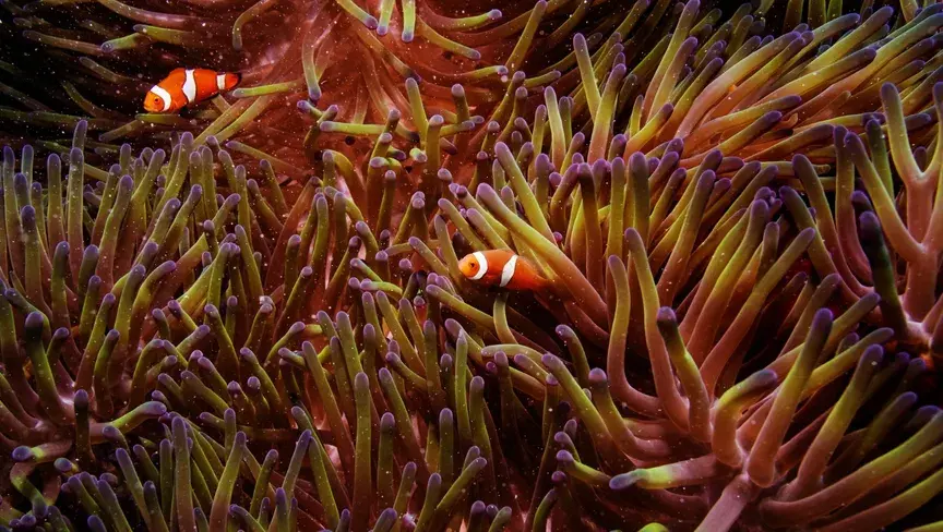 دراسة في Nature توضح كيف شكّل التنظيم الجيني، لا الجينات وحدها، أساس تطور الخلايا الحيوانية