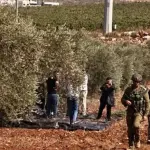 7 اعتداءات إسرائيلية واستيطانية تستهدف المزارعين وأراضيهم في 4 محافظات بالضفة الغربية