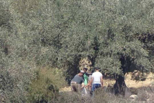 الجدار والاستيطان: 22 اعتداءً على قاطفي الزيتون في 5 محافظات بالضفة خلال 12 ساعة