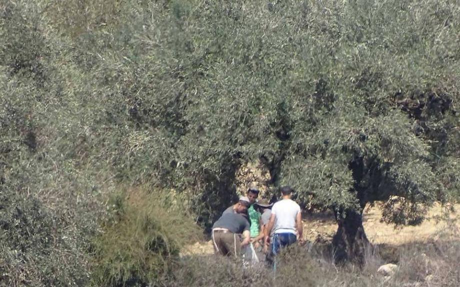 الجدار والاستيطان: 22 اعتداءً على قاطفي الزيتون في 5 محافظات بالضفة خلال 12 ساعة