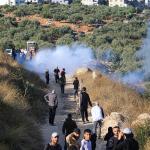 13 اعتداءً على قاطفي الزيتون في 4 محافظات بالضفة الغربية خلال 12 ساعة