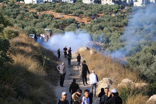 13 اعتداءً على قاطفي الزيتون في 4 محافظات بالضفة الغربية خلال 12 ساعة