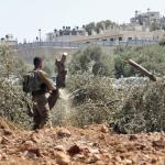 موسم الزيتون في الضفة يشهد أعلى معدل لهجمات المستوطنين منذ خمس سنوات