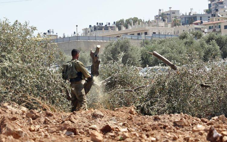 الأمم المتحدة توثق تدمير آلاف أشجار الزيتون وإصابة فلسطينيين خلال اعتداءات المستوطنين