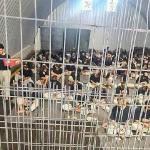 نادي الأسير يندّد بإسقاط تهم جنود الاحتلال المتهمين باغتصاب معتقل فلسطيني