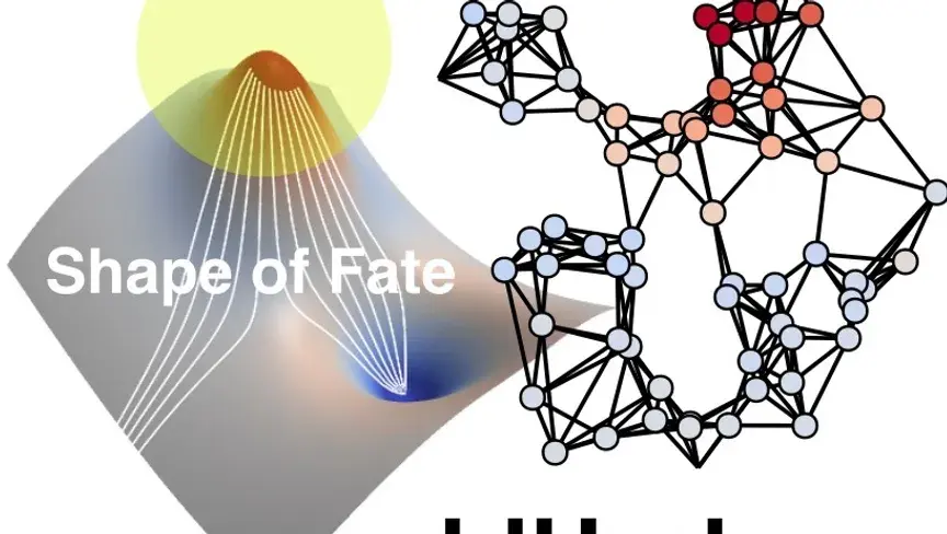 طريقة مبتكرة تحافظ على الهندسة الأصلية للبيانات عالية الأبعاد لفهم كيفية اتخاذ الخلايا لقرارات مصيرها