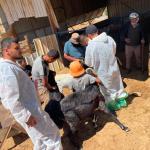 وزارة الزراعة تواصل حملة الترقيم والتطعيم ضد الحمى القلاعية وتحصن أكثر من 24 ألف رأس من الأغنام والماعز