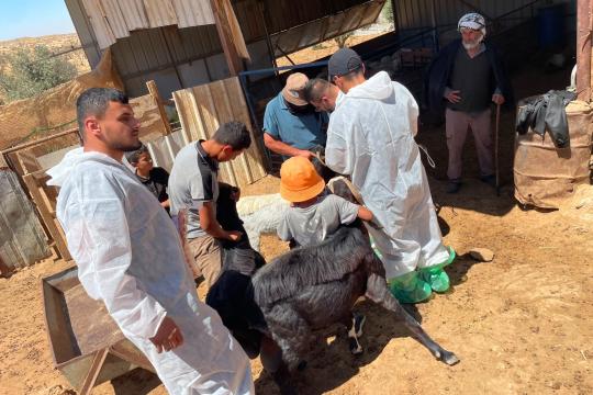 وزارة الزراعة تواصل حملة الترقيم والتطعيم ضد الحمى القلاعية وتحصن أكثر من 24 ألف رأس من الأغنام والماعز