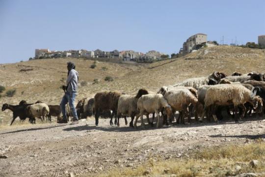 مستوطنون يطلقون أغنامهم بين مساكن المواطنين في تجمع المهدوش البدوي شرق القدس