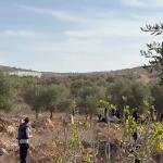 إصابة فلسطينيين وصحفية أجنبية في هجوم للمستوطنين على قاطفي الزيتون شرق رام الله