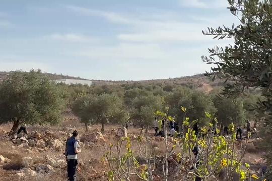 إصابة فلسطينيين وصحفية أجنبية في هجوم للمستوطنين على قاطفي الزيتون شرق رام الله